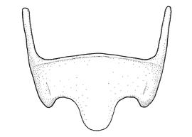   Anthidium utahense  male, diagram showing ventral view of sixth sternum (S6), diagram from Gonzalez and Griswold 2013 
